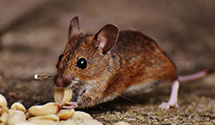24 Hour & Emergency Exterminators in Rushing, AR